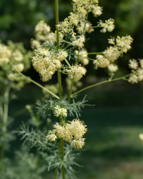 Thalictum speciosissimum (flavum ssp. glaucum), Graublättrige Wiesenraute