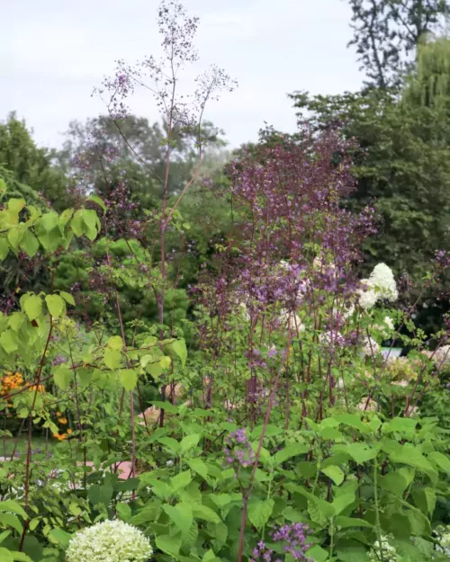 Thalictrum rochebrunianum 'Elin', Riesen-Wiesenraute