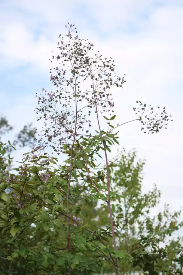 Thalictrum rochebrunianum 'Elin', Riesen-Wiesenraute