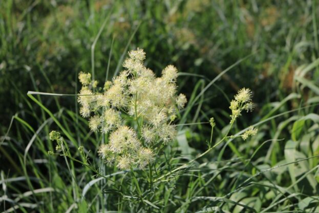 Thalictum speciosissimum (flavum ssp. glaucum), Graublättrige Wiesenraute