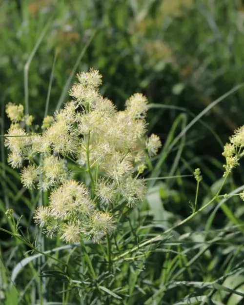 Thalictum speciosissimum (flavum ssp. glaucum), Graublättrige Wiesenraute