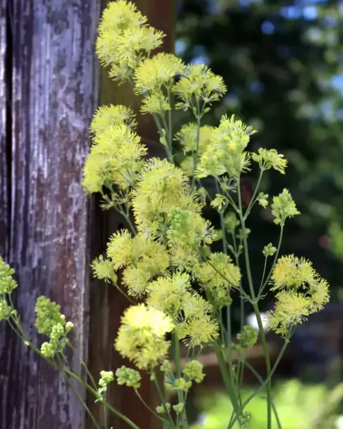 Thalictum flavum var. glaucum, Gelbe Wiesenraute