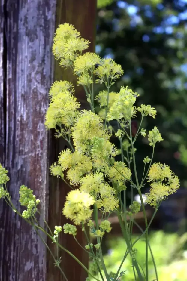 Thalictum flavum var. glaucum, Gelbe Wiesenraute