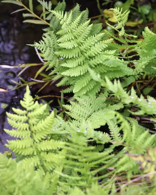 Thelypteris palustris, Sumpffarn
