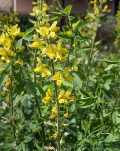 Thermopsis chinensis, Chinesische Fuchsbohne