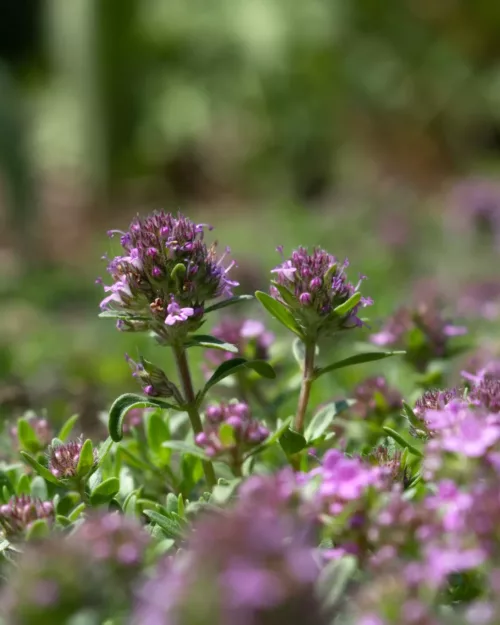 Thymus longicaulis ssp. odoratus, Kaskaden-Thymian