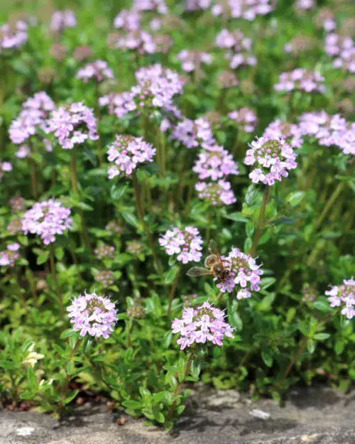 Thymus longicaulis ssp. odoratus, Kaskaden-Thymian