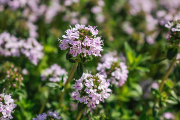 Thymus longicaulis ssp. odoratus, Kaskaden-Thymian