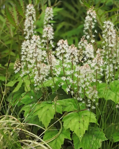 Tiarella cordifolia 'Moorgrün', Schaumblüte