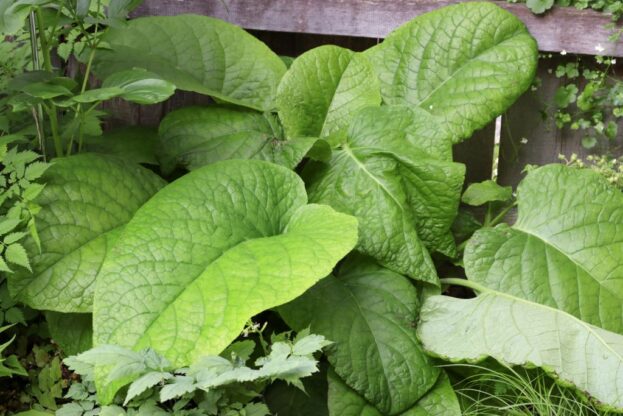 Trachystemon orientalis, Rauling