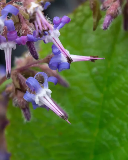 Trachystemon orientalis, Rauling