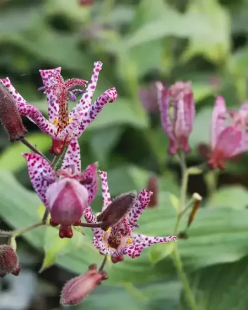 Tricyrtis 'Dark Beauty', Krötenlilie