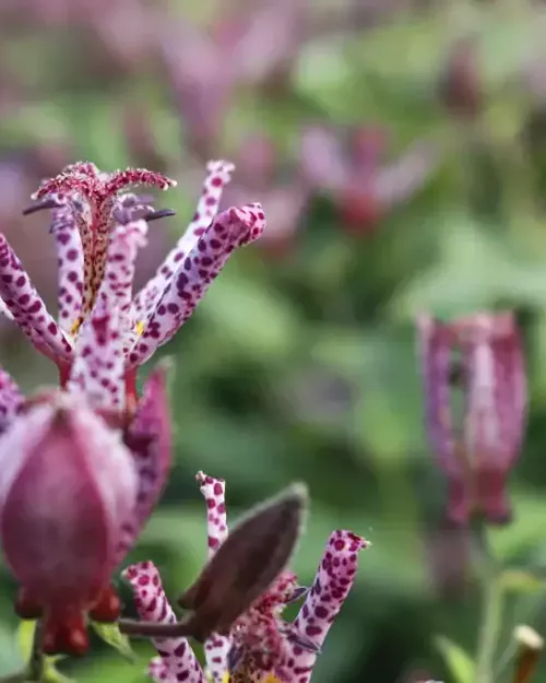 Tricyrtis 'Dark Beauty', Krötenlilie