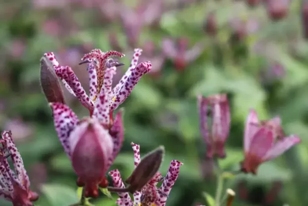 Tricyrtis 'Dark Beauty', Krötenlilie