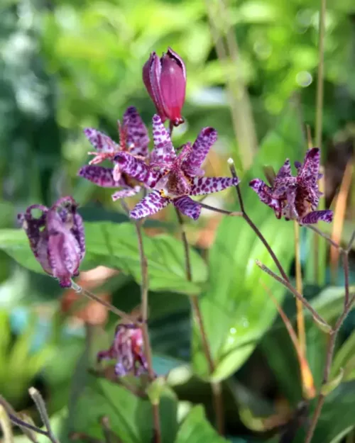 Tricyrtis formosana 'Dark Beauty', Krötenlilie