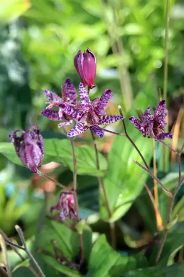 Tricyrtis formosana 'Dark Beauty', Krötenlilie