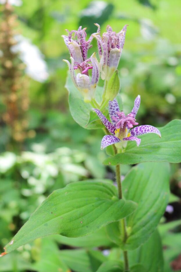 Tricyrtis hirta, Krötenlilie