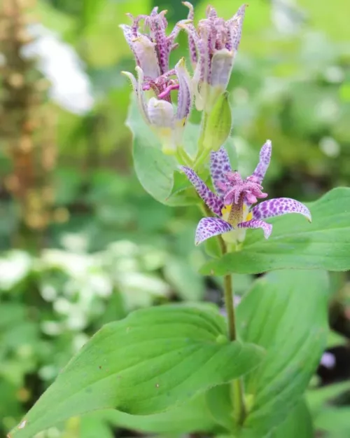 Tricyrtis hirta, Krötenlilie