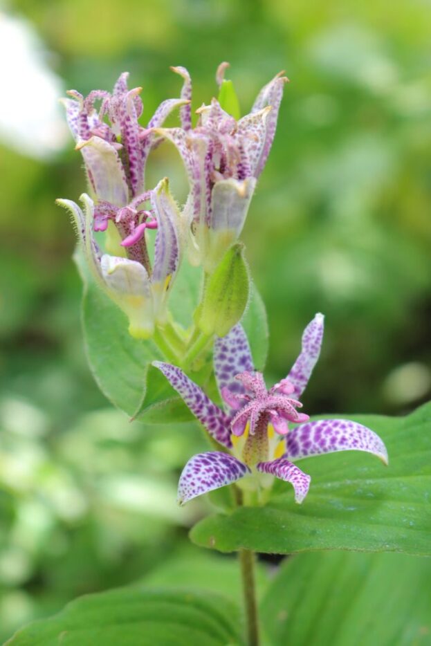 Tricyrtis hirta, Krötenlilie