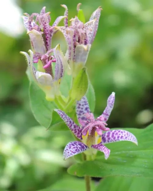 Tricyrtis hirta, Krötenlilie