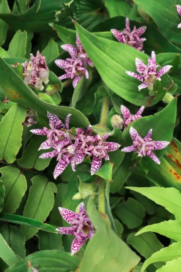 Tricyrtis hirta, Krötenlilie