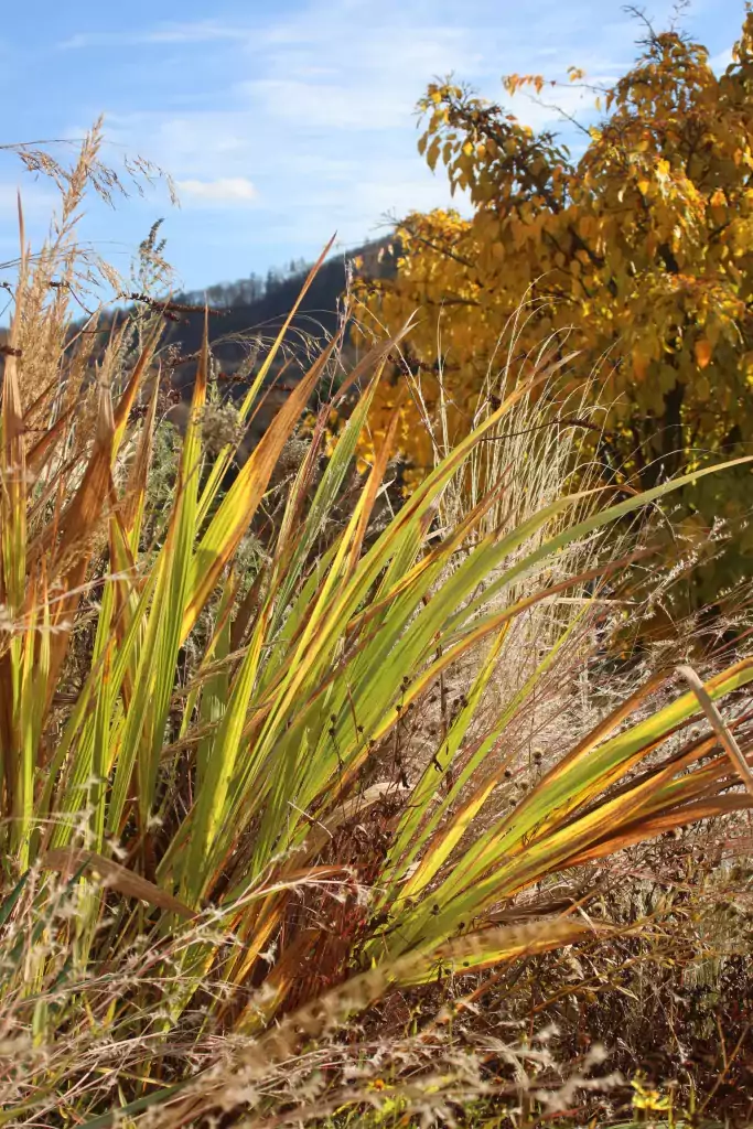 Trockenes Sonnenbeet im Herbst mit Crocosmien