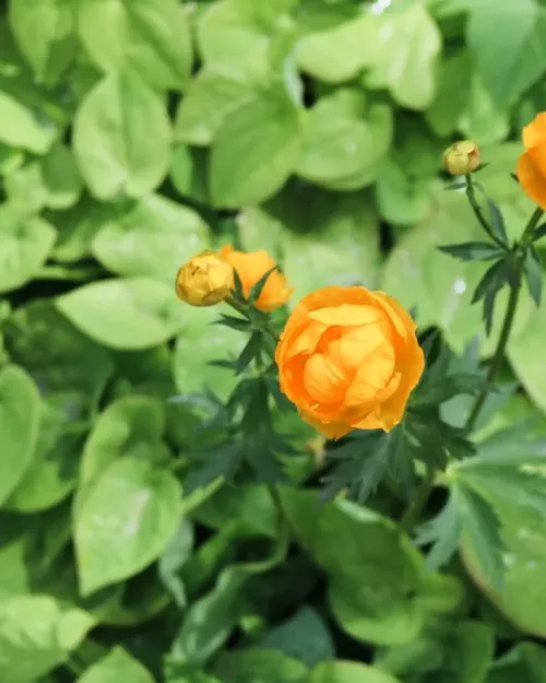 Trollius chinensis 'Golden Queen', Chinesische Trollblume