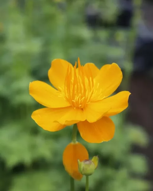 Trollius chinensis Golden Queen - Chinesische Trollblume