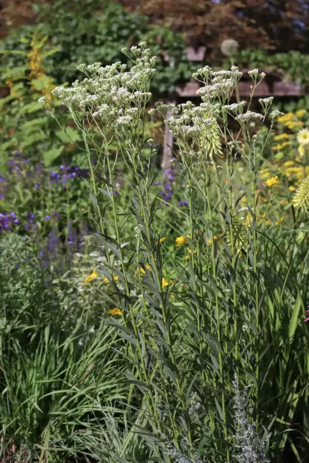 Turczaninowia fastigiata, Russische Schirmaster