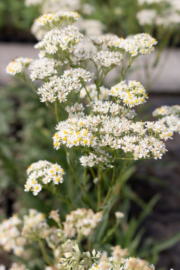 Turczaninowia fastigiata, Sibirische Schirmaster