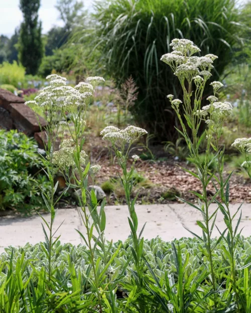 Turczaninowia fastigiata, Sibirische Schirmaster