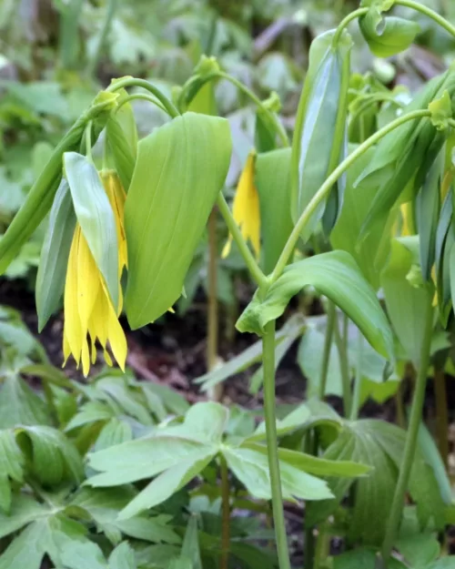 Uvularia grandiflora, Große Goldglocke