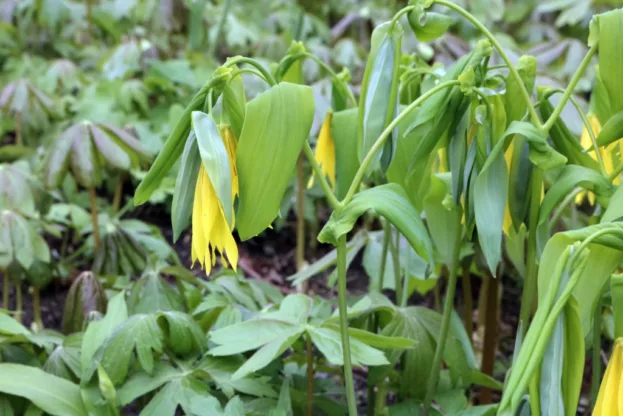 Uvularia grandiflora, Große Goldglocke