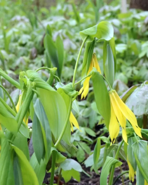 Uvularia grandiflora, Große Goldglocke