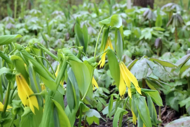 Uvularia grandiflora, Große Goldglocke