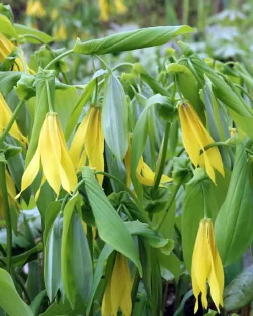 Uvularia grandiflora, Große Goldglocke