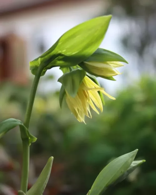 Uvularia grandiflora, Hänge-Goldglocke