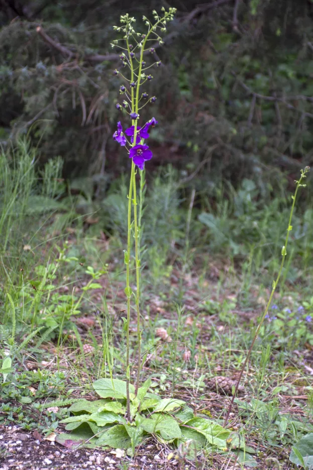 Verbascum phoeniceum