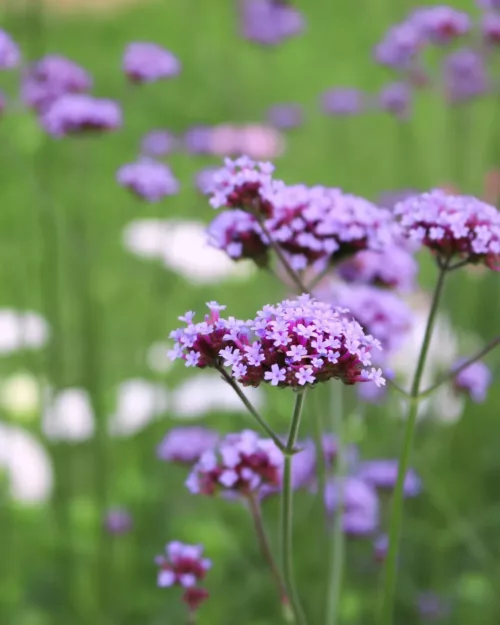 Verbena bonariensis - Patagonisches Eisenkraut