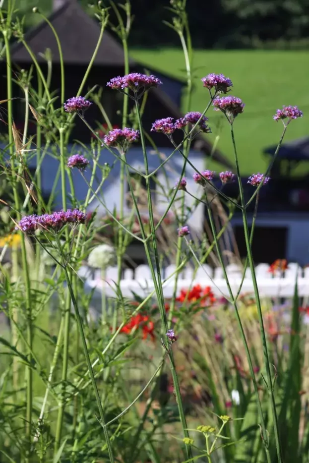 Verbena bonariensis - Patagonisches Eisenkraut