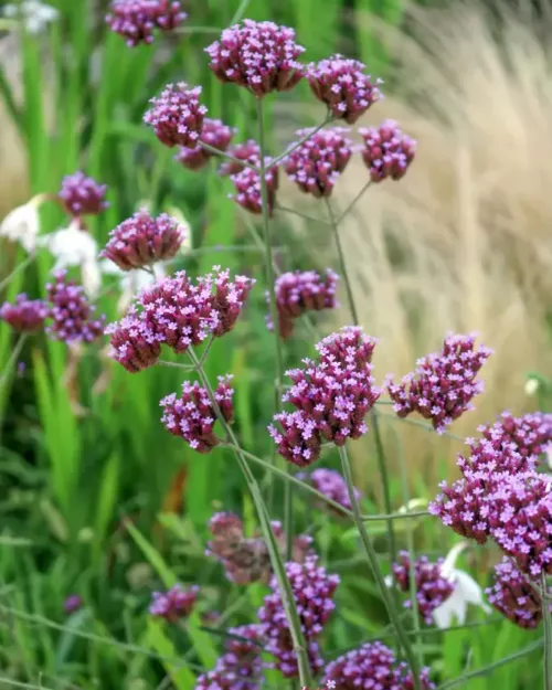 Verbena bonariensis, Patagonisches Eisenkraut