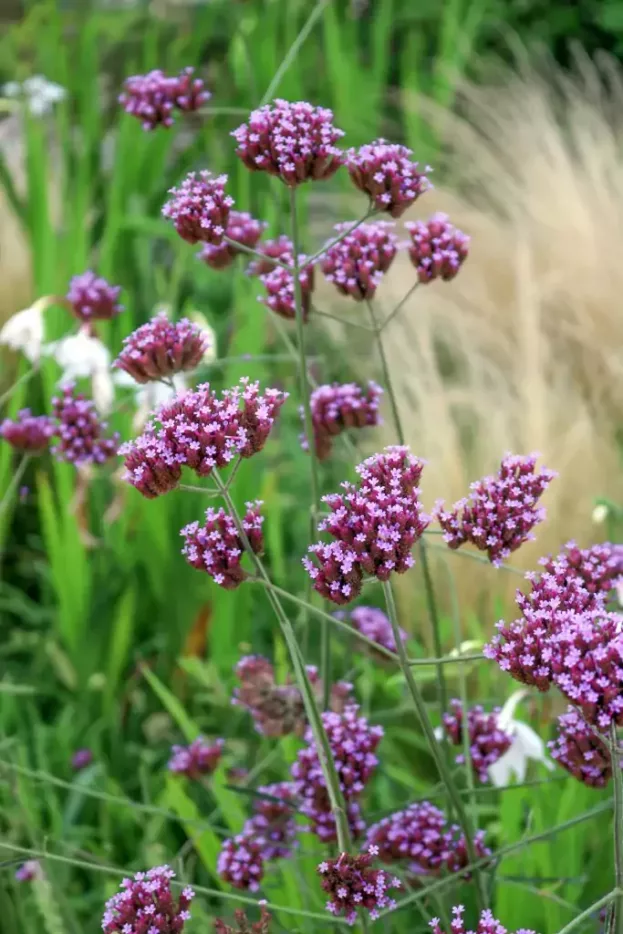 Verbena bonariensis, Patagonisches Eisenkraut