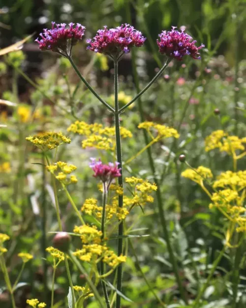 Verbena bonariensis - Patagonisches Eisenkraut