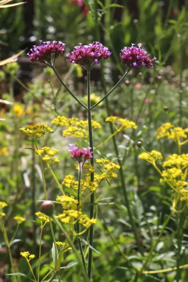 Verbena bonariensis - Patagonisches Eisenkraut