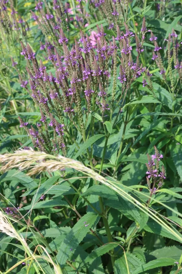 Verbena hastata - Lanzen-Eisenkraut