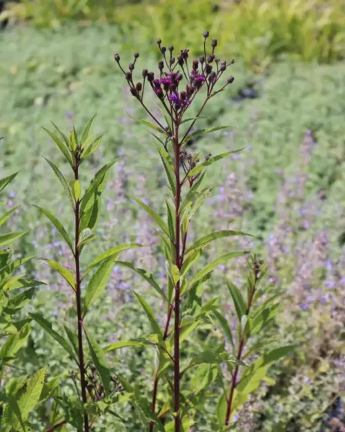 Vernonia crinita 'Mammuth', Arkansas-Scheinaster
