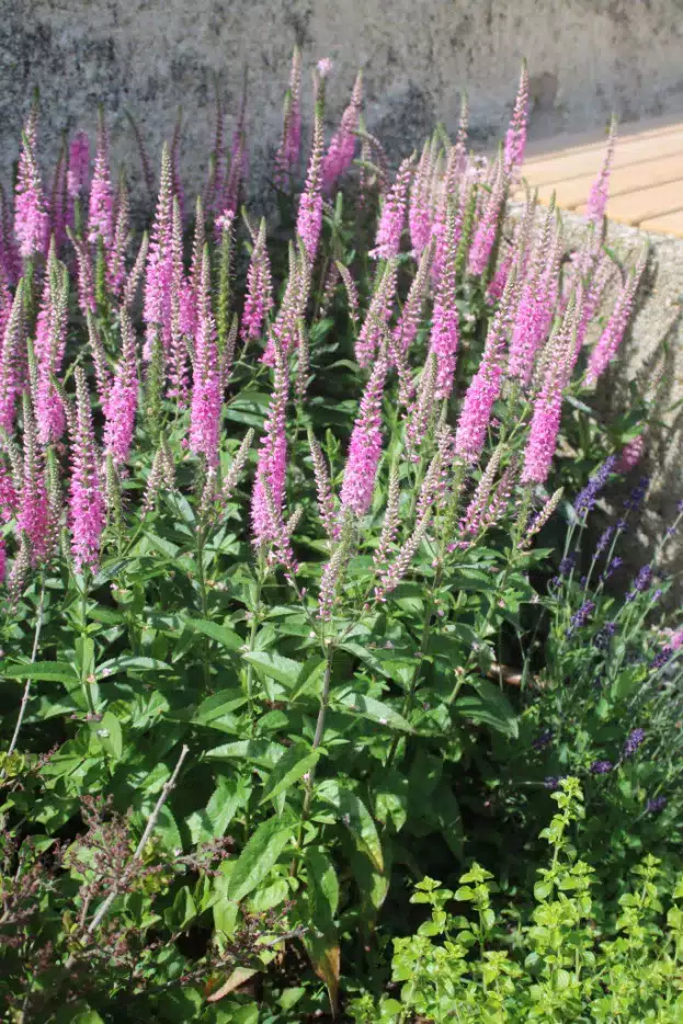 Veronica longifolia 'Pink Damask' - Hoher Ehrenpreis