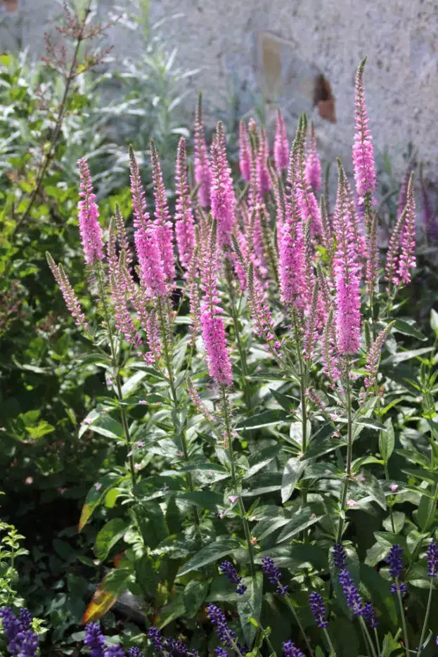 Veronica longifolia 'Pink Damask' - Hoher Ehrenpreis