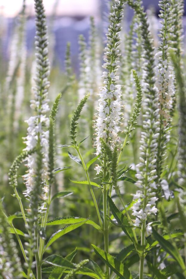 Veronica longifolia 'Schneeriesin', Langblättriger Ehrenpreis