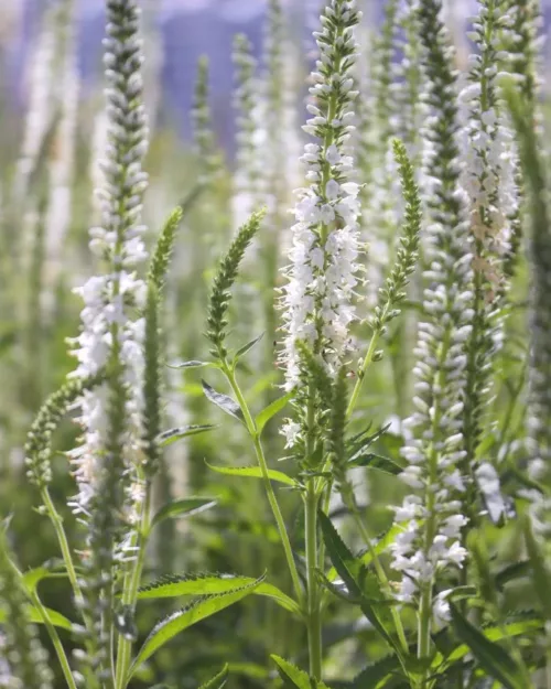 Veronica longifolia 'Schneeriesin', Langblättriger Ehrenpreis